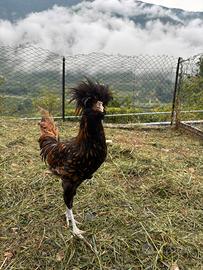 Galli di varie razze