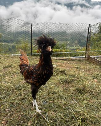 Galli di varie razze