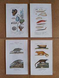 Litografie Zoologia 1831 Batelli Firenze