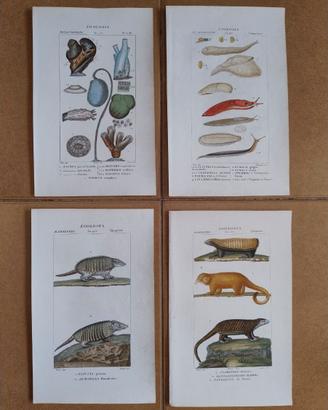 Litografie Zoologia 1831 Batelli Firenze