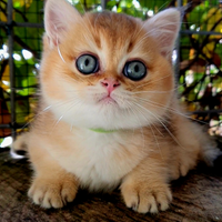 Gattini di razza cuccioli