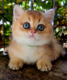 Gattini di razza cuccioli