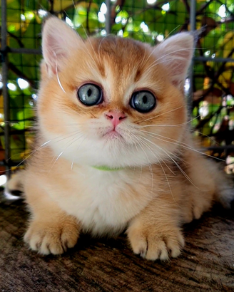 Gattini di razza cuccioli