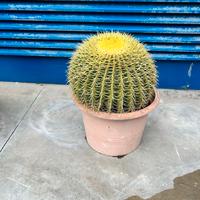 pianta grassa cuscino della suocera