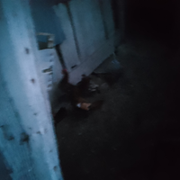 Galline ornamentali