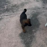 Cucciolo disponibile
