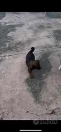 Cucciolo disponibile