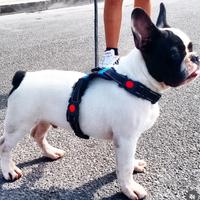 Disponibile per monta