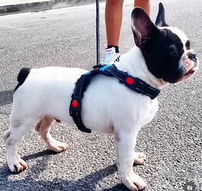 Disponibile per monta