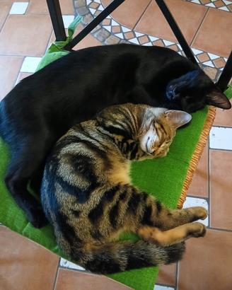 Gigi & Moulay