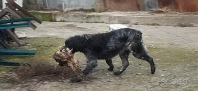 Cucciolone epagneul breton