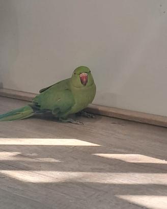 Pappagallo parrocchietto dal collare 8 mesi