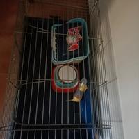 accessori coniglio nano 