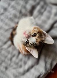 Robin cucciola tricolore