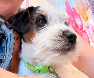 Jack Russell terrier
