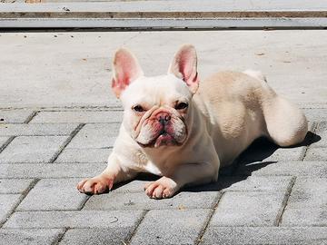 bulldog francese exotic 