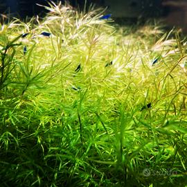 Neocaridine Blu Dream , Blu Carbon