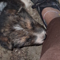 Cuccioli di mamma pastore tedesco