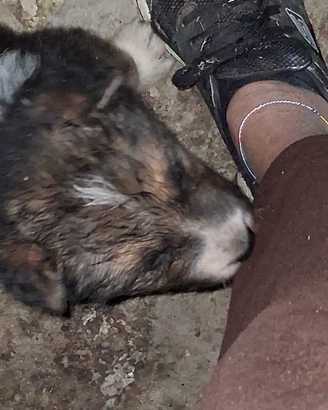 Cuccioli di mamma pastore tedesco