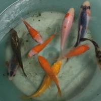 Carpe Koi e regine