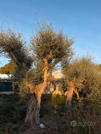 Pianta ulivo