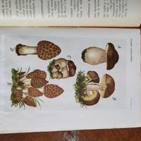 il cuoco sapiente di Calisto Craveri 1932 libro