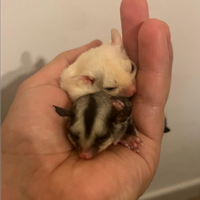 Petauri dello zucchero baby