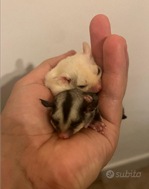 Petauri dello zucchero baby