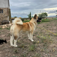 Femmina di akita americano