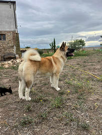 Femmina di akita americano