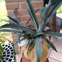 Agave verde tre piante