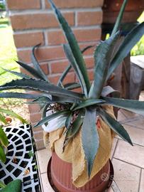 Agave verde tre piante