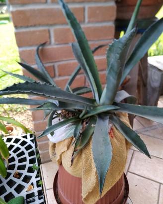 Agave verde tre piante