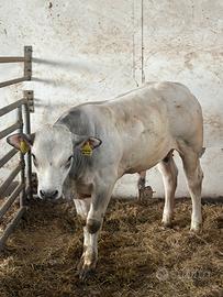 Torello piemontese
