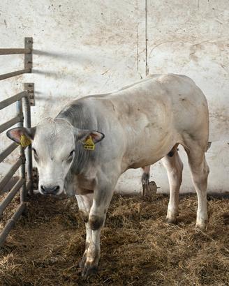 Torello piemontese