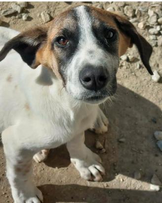 Miki pronto a riempire la tua vita di gioia