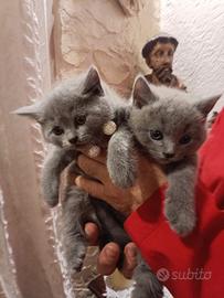 Certosini cuccioli disponibili da subito