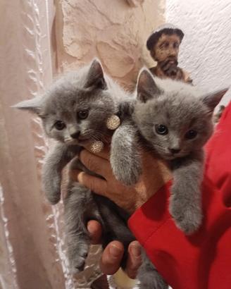Certosini cuccioli disponibili da subito