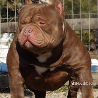 America bully Pochet