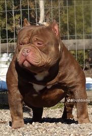 America bully Pochet