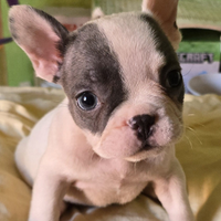 Bulldog francese