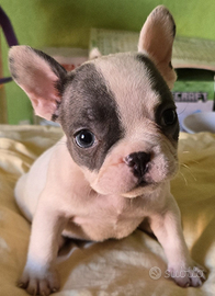 Bulldog francese