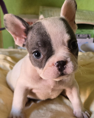 Bulldog francese