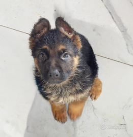Cuccioli pastore tedesco