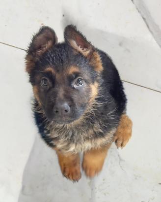Cuccioli pastore tedesco