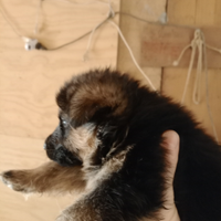 Cuccioli pastore tedesco