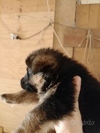 Cuccioli pastore tedesco
