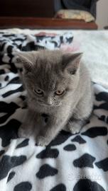 British Shorthair