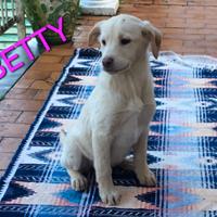 Una cagnolina adorabile