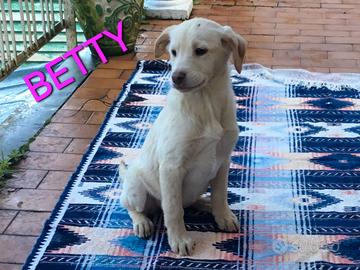 Una cagnolina adorabile